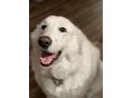 Adopt Lanny a White Great Pyrenees / Mixed dog in Kyle, TX (40290178)