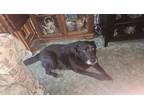 Adopt Bear a Black Labrador Retriever / Mixed dog in Lebanon, OR (41269005)