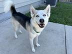 Adopt Buster a White - with Black Husky / Mixed dog in San Antonio