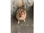 Adopt Bear a Tricolor (Tan/Brown & Black & White) Pomeranian / Mixed dog in