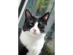 Adopt Olive a Black & White or Tuxedo Domestic Shorthair / Mixed (short coat)