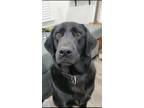 Adopt Caly a Black Labrador Retriever / Golden Retriever / Mixed dog in Aubrey