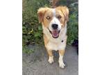 Adopt Jade a White - with Brown or Chocolate Australian Shepherd / Mixed dog in