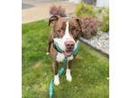 Adopt Delilah a Red/Golden/Orange/Chestnut - with White Pit Bull Terrier /