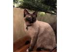 Adopt Bella a Tan or Fawn Domestic Mediumhair / Mixed (medium coat) cat in