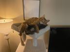Adopt Rosie & Lupè a Orange or Red Tabby / Mixed (medium coat) cat in West