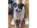 Adopt Brody a Black - with White Australian Cattle Dog / Dalmatian / Mixed dog