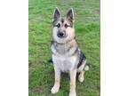 Adopt Chico a Black - with Gray or Silver German Shepherd Dog / Husky / Mixed