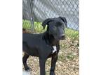 Adopt Gracie a Black - with White Labrador Retriever / American Pit Bull Terrier