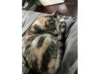 Adopt Eloise a Calico or Dilute Calico Calico / Mixed (short coat) cat in New