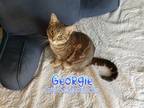 Adopt Georgie a Gray, Blue or Silver Tabby Bengal / Mixed (short coat) cat in