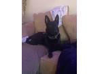 Adopt Jaxon a Black Belgian Malinois / Mixed dog in Los Angeles, CA (41268815)