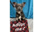 Adopt FENRIR a Gray/Blue/Silver/Salt & Pepper German Shepherd Dog / Mixed dog in