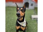 Adopt Bebe a Black - with White Doberman Pinscher / Mixed dog in Calgary