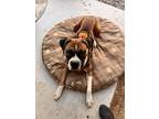 Adopt RJ a Brown/Chocolate Boxer / Mixed dog in Las Vegas, NV (41268791)