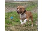 Adopt Waffles a Tan/Yellow/Fawn - with White Boxer / American Pit Bull Terrier /