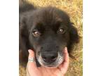 Adopt Thorin a Black - with White Border Collie / Mixed dog in Denton