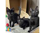 Adopt Vader a All Black Domestic Shorthair / Domestic Shorthair / Mixed cat in