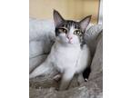 Adopt Cassidy a White Domestic Shorthair / Domestic Shorthair / Mixed cat in