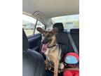 Adopt Solaire a Black German Shepherd Dog / Australian Cattle Dog / Mixed dog in