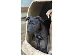Adopt Gabby a Black American Pit Bull Terrier / Mixed dog in Ellaville