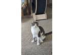 Adopt Avery a White (Mostly) Domestic Shorthair (short coat) cat in Silverton
