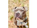 Adopt Rylo a Gray/Blue/Silver/Salt & Pepper American Pit Bull Terrier / Mixed