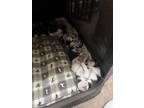 Adopt Husky pups a Black - with White Husky / Mixed dog in Houma, LA (41268587)