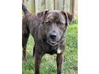 Adopt Napoleon a Brindle Shepherd (Unknown Type) / Mixed dog in Lexington