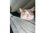 Adopt Angel a Orange or Red American Shorthair / Mixed (short coat) cat in South