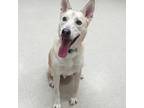 Adopt Chuck a Tan/Yellow/Fawn Husky / Mixed Breed (Medium) dog in Burlington