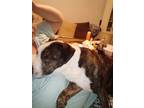 Adopt Luke a Brindle - with White American Pit Bull Terrier / Pointer / Mixed