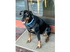 Adopt Brinsley a Black Doberman Pinscher / Mixed dog in Laramie, WY (41268576)