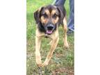 Adopt Anderson a Black German Shepherd Dog / Hound (Unknown Type) / Mixed dog in