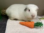 Adopt Tofu a White Guinea Pig / Mixed small animal in BELLEVUE, WA (41268290)