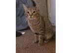 Adopt Blu a Brown Tabby Tabby / Mixed (short coat) cat in Lorain, OH (41268410)