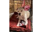 Adopt Dior a White - with Brown or Chocolate Dogo Argentino / Mixed dog in