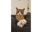 Adopt Ozzy a Orange or Red Domestic Shorthair / Mixed (short coat) cat in
