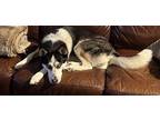 Adopt Amori a Black - with White Siberian Husky / Mixed dog in Carrollton