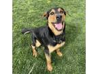 Adopt Dexter a Black Rottweiler dog in Lathrop, CA (39879302)