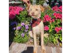 Adopt Alfie a Tan/Yellow/Fawn Terrier (Unknown Type, Medium) dog in Lathrop