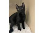 Adopt Quinn a Domestic Shorthair / Mixed cat in Oakland, NJ (41268245)