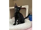 Adopt Binx a Domestic Shorthair / Mixed cat in Oakland, NJ (41268243)