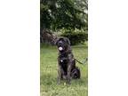 Adopt Kane a Brindle Mastiff / Mixed dog in Phillipsburg, NJ (40746475)