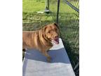 Adopt Sarge a Brown/Chocolate American Pit Bull Terrier / Mixed Breed (Medium) /