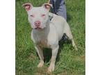 Adopt Brassy a White American Pit Bull Terrier / Mixed dog in Taylorsville