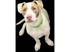 Adopt Mango a White - with Tan, Yellow or Fawn American Staffordshire Terrier /