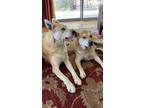 Adopt Cooper & Gustavo a Tan/Yellow/Fawn - with White Carolina Dog / Mixed dog