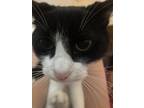 Adopt Missy a Black & White or Tuxedo Calico / Mixed (short coat) cat in Apex