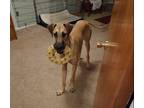 Adopt Getrude-Please read bio fully a Tan/Yellow/Fawn Great Dane / Mixed dog in